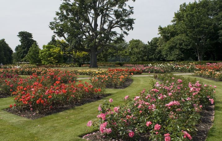 Bellísima rosaleda en Greenwich Park.