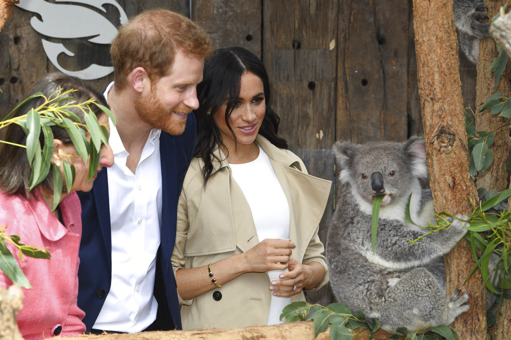El príncipe Harry y Meghan conocieron a Ruby, una mamá koala que dio a luz a una cría a la que bautizaron Meghan, en honor a la duquesa. (Foto: AP)
