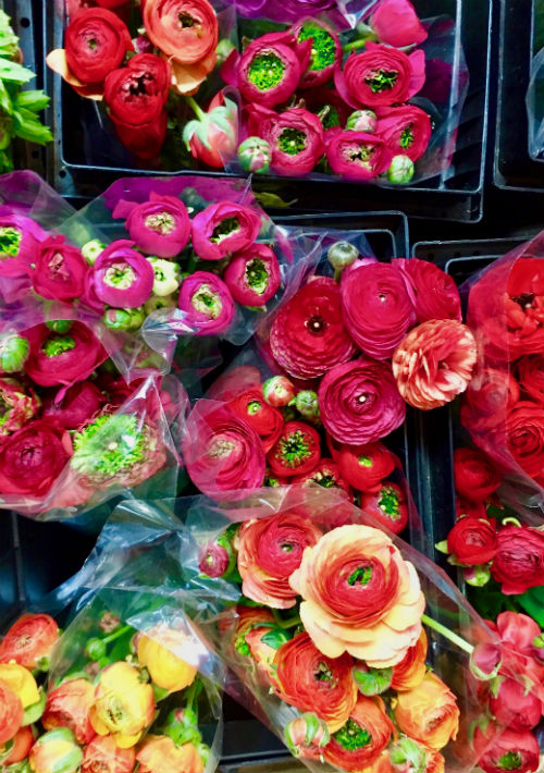 Si es mayo, los “Ranunculus” en todas sus tonalidades, están en su mejor momento. (Foto: Suministrada)